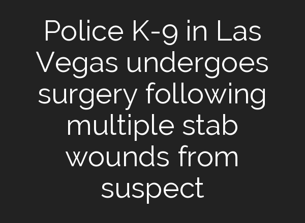 Police K-9 in Las Vegas undergoes surgery following multiple stab wounds from suspect