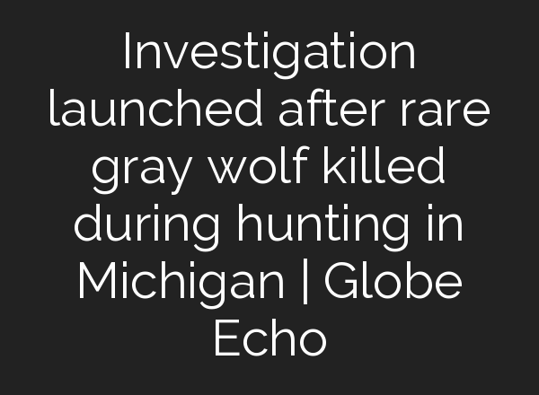 Investigation launched after rare gray wolf killed during hunting in Michigan | Globe Echo