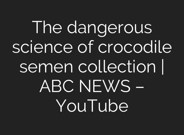 The dangerous science of crocodile semen collection | ABC NEWS – YouTube
