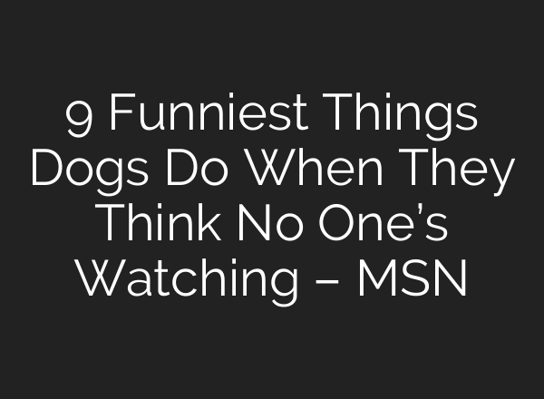 9 Funniest Things Dogs Do When They Think No One’s Watching – MSN