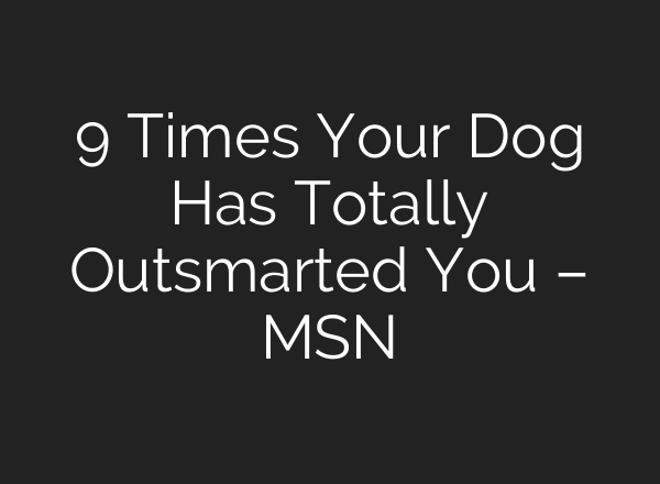 9 Times Your Dog Has Totally Outsmarted You – MSN