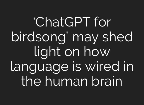 ‘ChatGPT for birdsong’ may shed light on how language is wired in the human brain