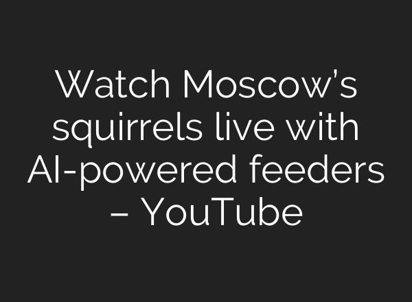 Watch Moscow’s squirrels live with AI-powered feeders – YouTube