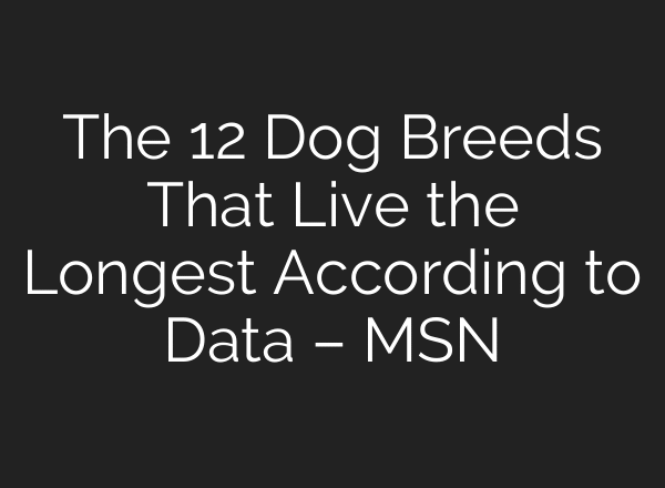The 12 Dog Breeds That Live the Longest According to Data – MSN