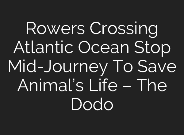 Rowers Crossing Atlantic Ocean Stop Mid-Journey To Save Animal’s Life – The Dodo